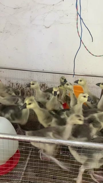 盐城狮头鹅苗