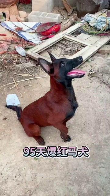 马犬