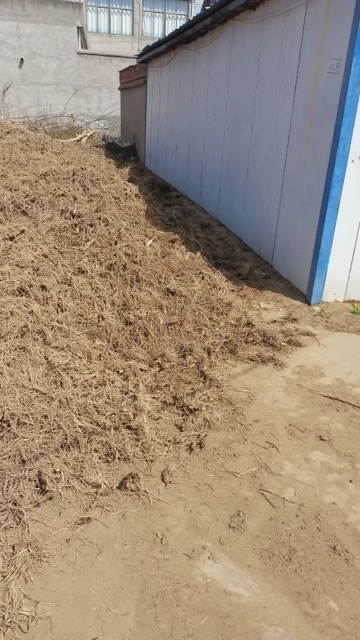  知母