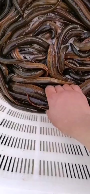 黄鳝