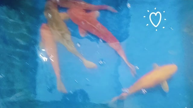 永嘉县鲤鱼