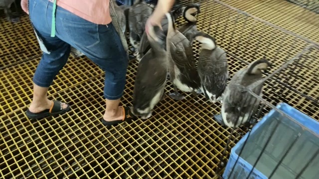  黑棕鹅