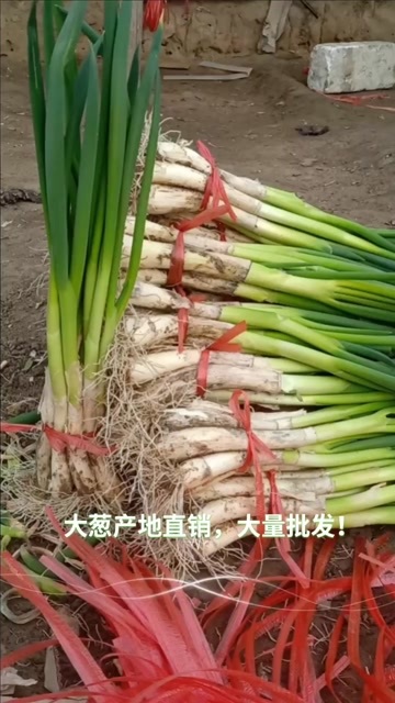  大葱