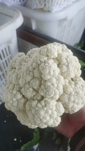 濮阳县菜花