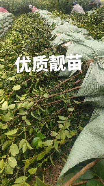 攸县自产自销批发优质油茶苗湘淋系长林系三华系等，