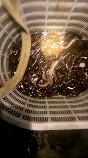  黄鳝