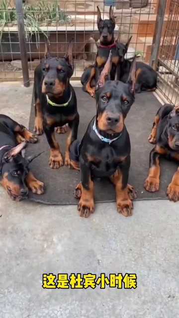 嘉祥县杜宾犬