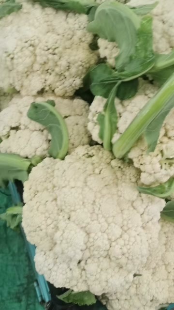 郯城县花菜