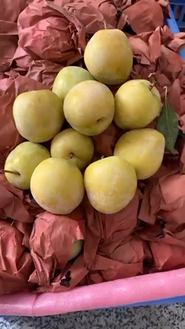 上海李子