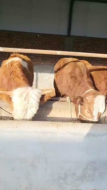  肉牛