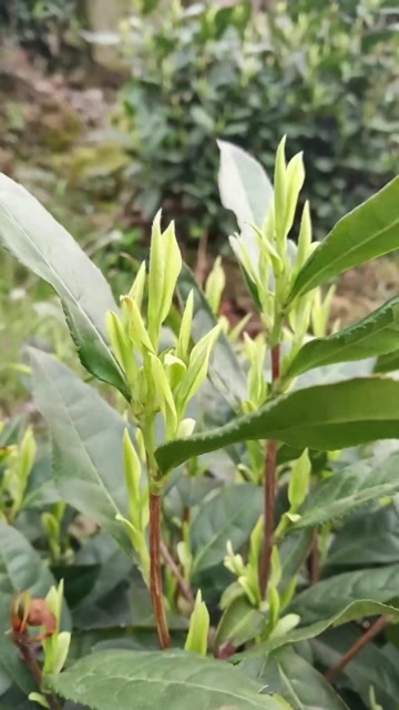 安吉县安吉白茶