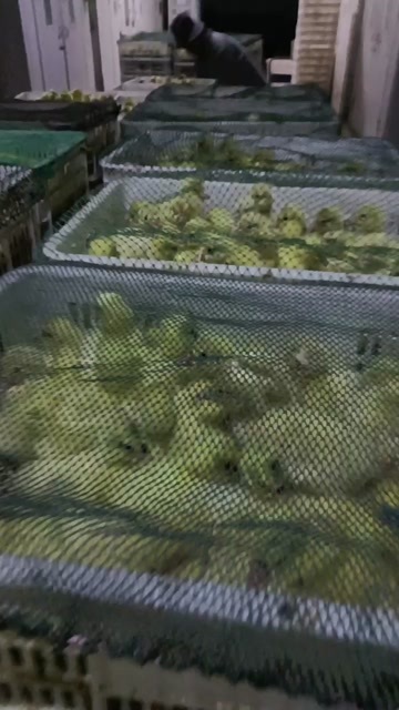  鹅苗