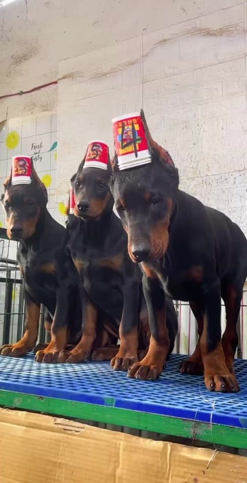  杜宾犬