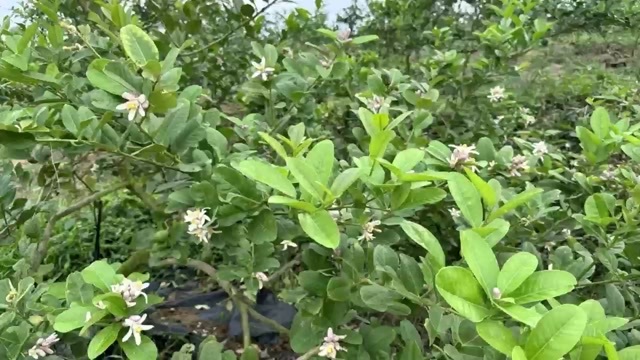  香水柠檬