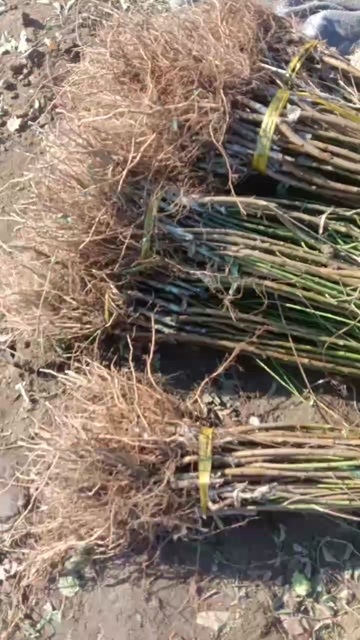 桃树苗