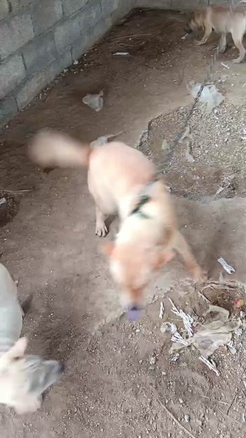  猎犬