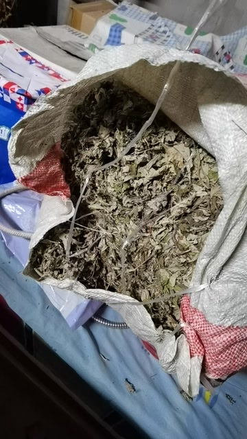  蕲艾