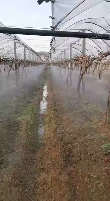 济南大棚果园雾化喷头吊挂旋转毛管防滴器G型喷洒自动浇灌施肥降温