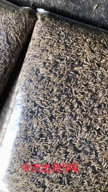  黑水虻