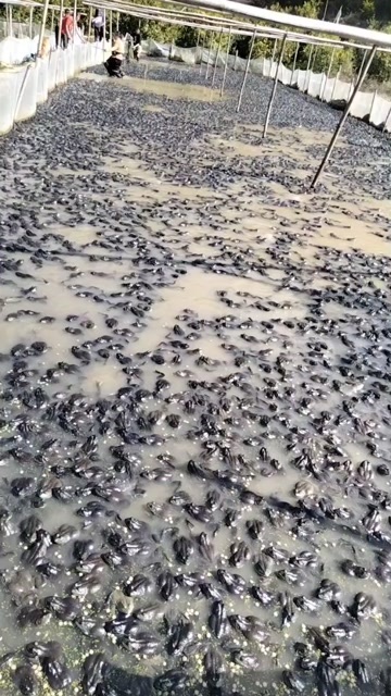 梧州牛蛙