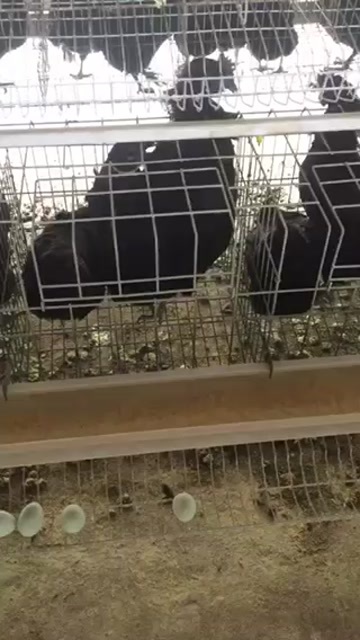 莆田纯种五黑绿壳蛋鸡