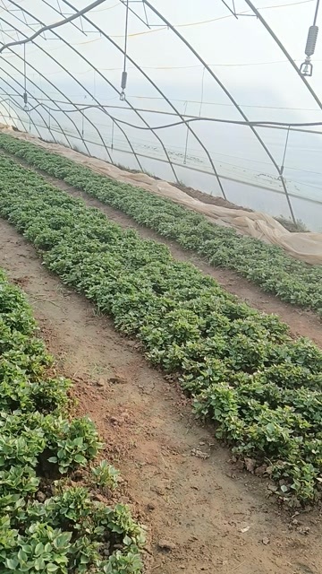 咸阳秦薯5号红薯苗