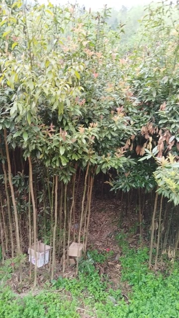  金丝楠木