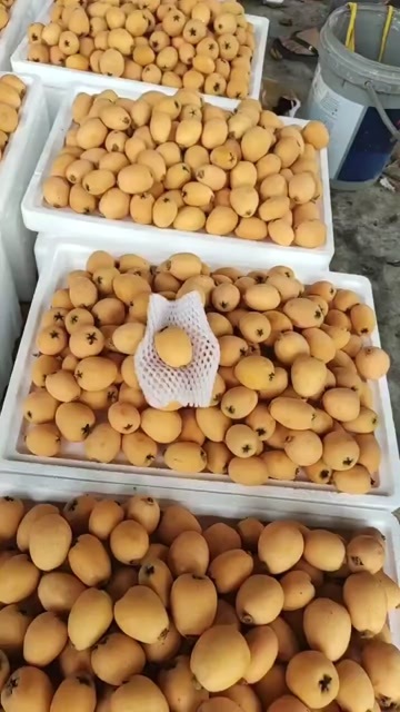  枇杷