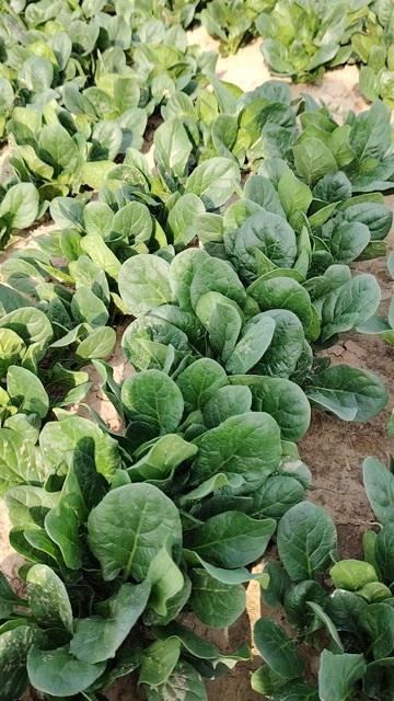  大叶菠菜