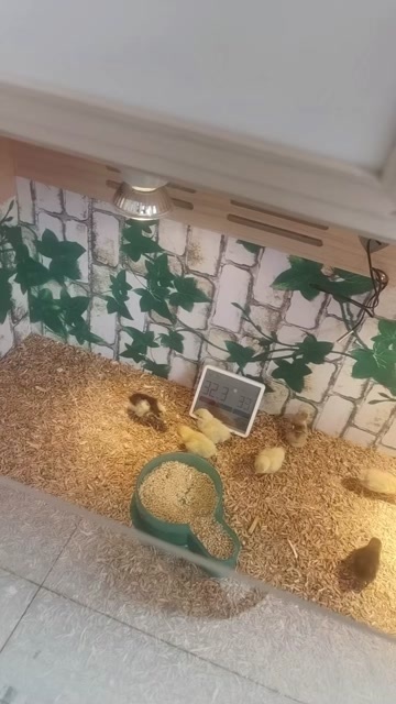  芦丁鸡