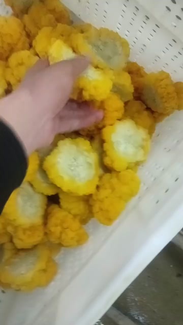 银耳菌种