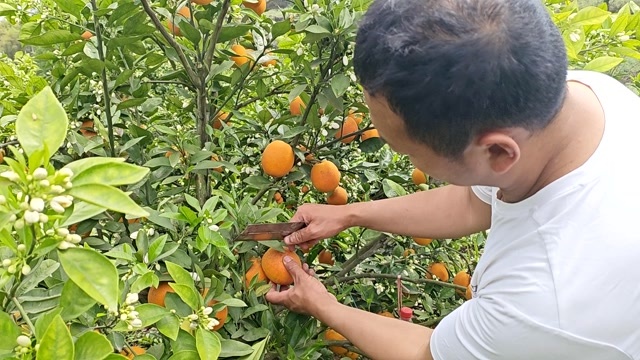 资中县血橙  塔罗科血橙 塔罗科玫瑰香血橙，资中血橙优质核心产区