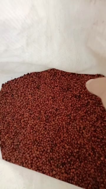  酸枣仁