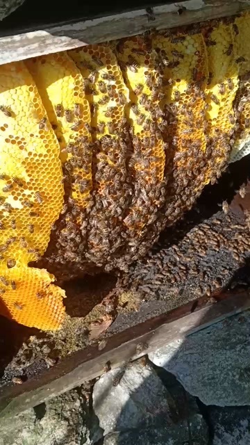  野蜂蜜