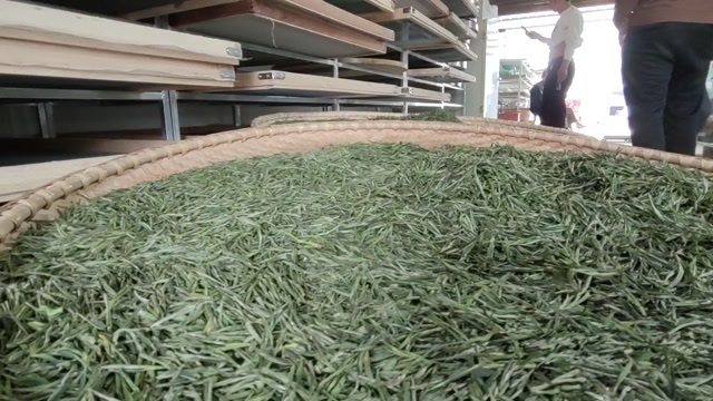  绿茶