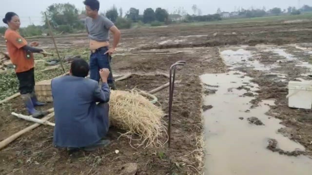  鱼腥草根
