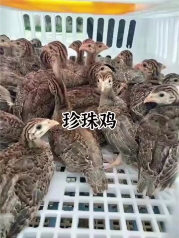  珍珠鸡