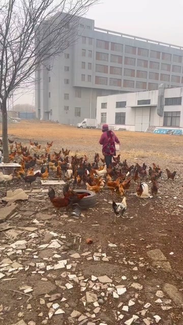 泰州鸡蛋