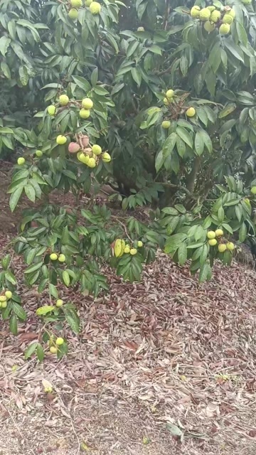  三月红