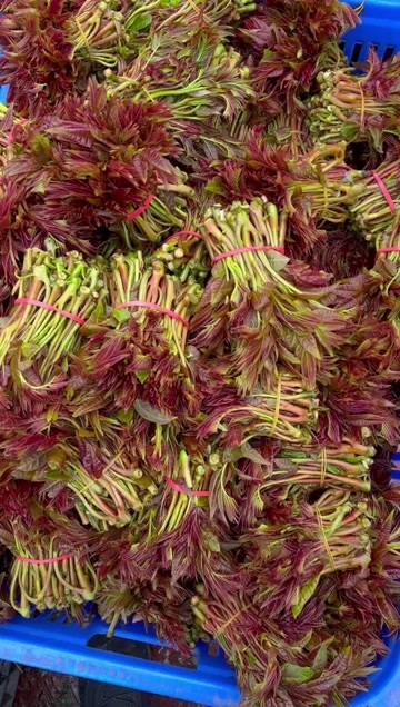 大竹县香椿芽