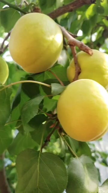 夏县金太阳杏