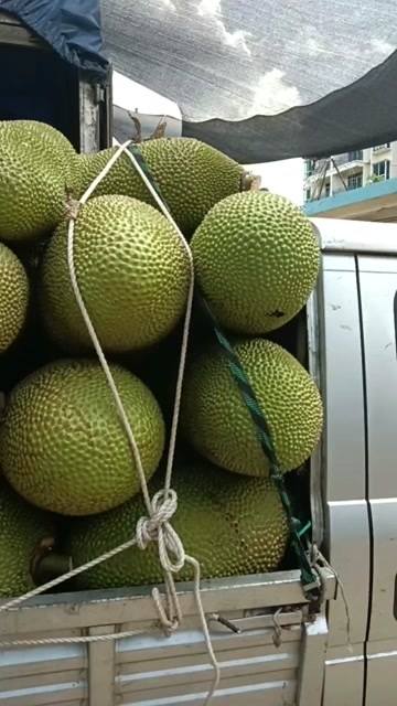 保亭县菠萝蜜