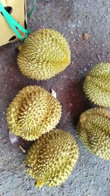 义乌市泰国金枕榴莲新鲜水果整箱5-6果