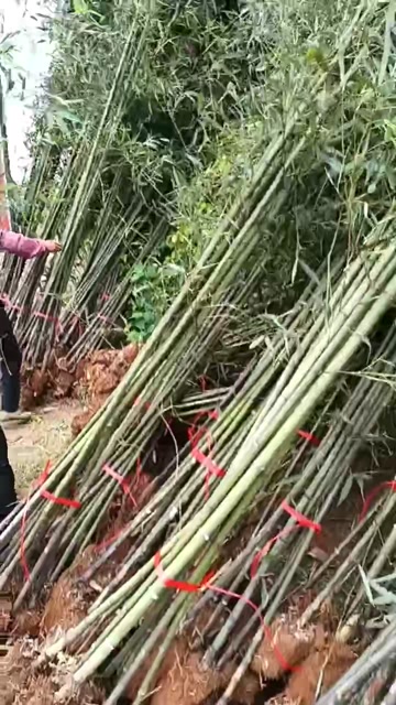 竹子竹苗青皮竹刚竹柿竹早园竹黄金竹产地直销价格实惠保质保量
