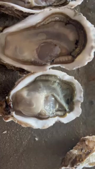生蚝