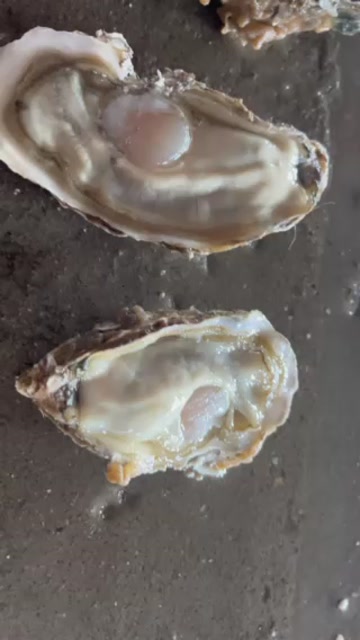 生蚝