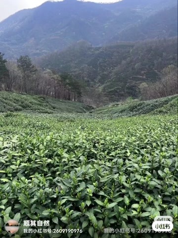 桐城市绿茶