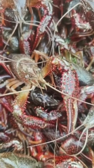 池州小龙虾