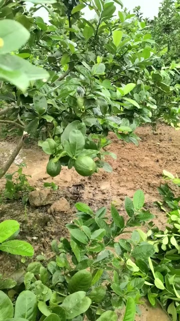 广州香水柠檬一级果自有果园寻长期合作客户一箱发全国