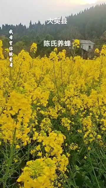  蜂蜜
